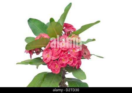 Crown of thorns isolated on white background Stock Photo