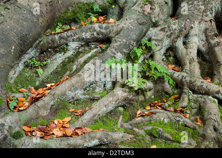 The twisted root system of an ancient Beech tree with autumn leaves and green ferns growing amongst them, Harlestone Firs, Northamptonshire, England Stock Photo