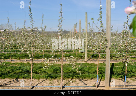 tall spindle apple tree in the spring Stock Photo