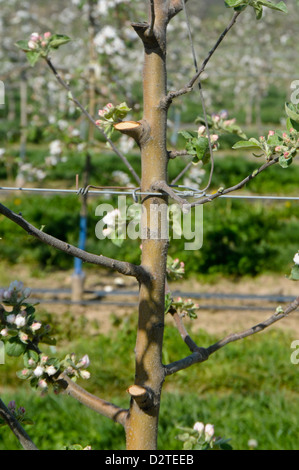 tall spindle apple tree in the spring Stock Photo