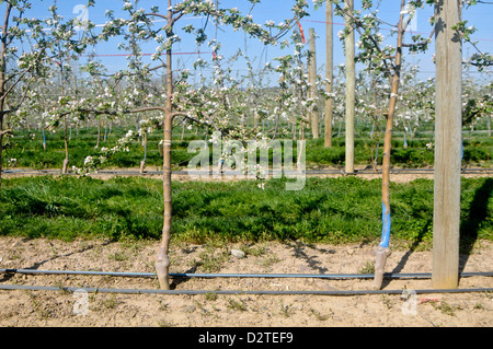 tall spindle apple tree in the spring Stock Photo