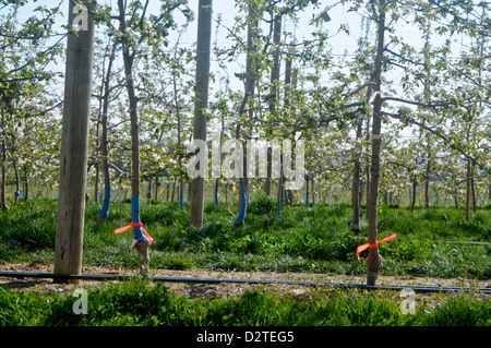 tall spindle apple tree in the spring Stock Photo