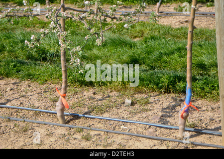 tall spindle apple tree in the spring Stock Photo