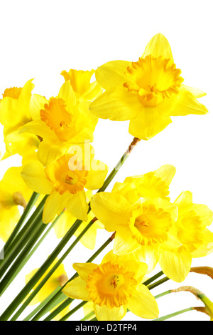 Yellow narcissus isolated over the white background Stock Photo