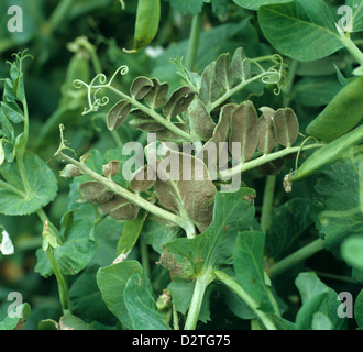 Pea downy mildew, Peronospora viciae, mycelium on the underside of a pea leaf Stock Photo