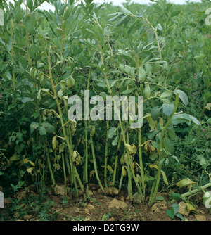 Foot rot, Fusarium culmorum, causing wilting to field, Vicia, bean plants in a crop Stock Photo