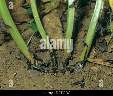 Foot rot, Fusarium culmorum, lesions and mycelium on field Vicia bean plant stem bases Stock Photo