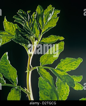 PEMV Pea enation mosaic virus symptoms on a pea plant Stock Photo - Alamy