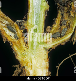 White mould or stem rot, Sclerotinia trifoliorum, mycelium and Stock ...