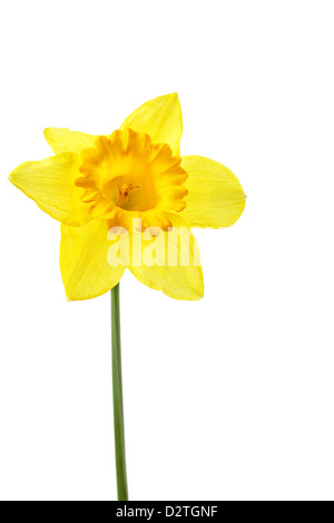 Single yellow daffodil isolated over the white background Stock Photo
