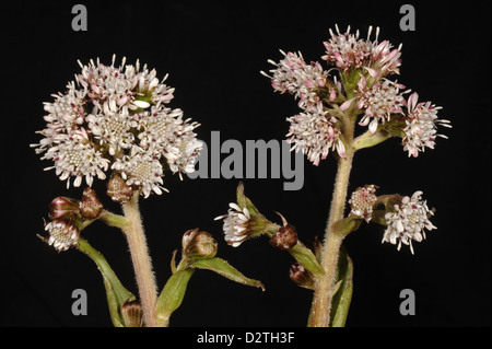 Flower spikes of common butterbur, Petasites hybridus, an early flowering composite plant