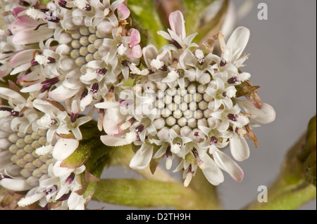 Flower of common butterbur, Petasites hybridus, an early flowering composite plant