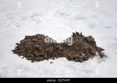 Molehills / mole mounds / molecasts by European mole (Talpa europaea) on lawn in the snow in winter Stock Photo