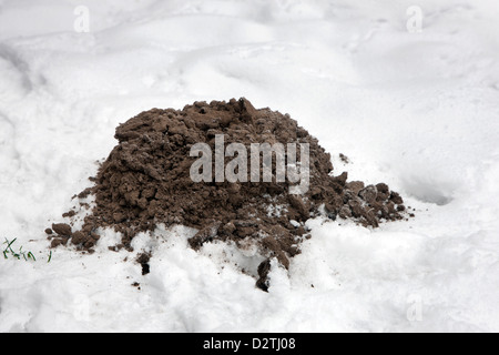 Molehill / mole mound / molecast by European mole (Talpa europaea) on lawn in the snow in winter Stock Photo