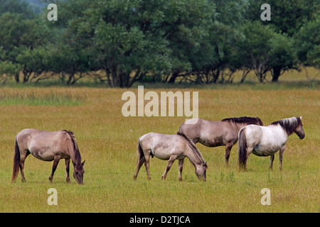 Herd of Konik horses, Polish primitive horse breed from Poland, grazing in field Stock Photo