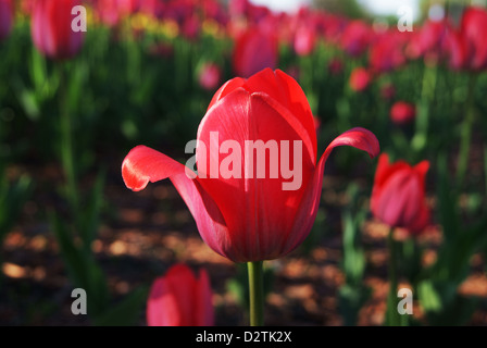 Red tulip closeup Stock Photo