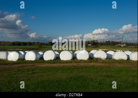 Bales of hay wrapped and lined up in a pasture on a farm Stock Photo