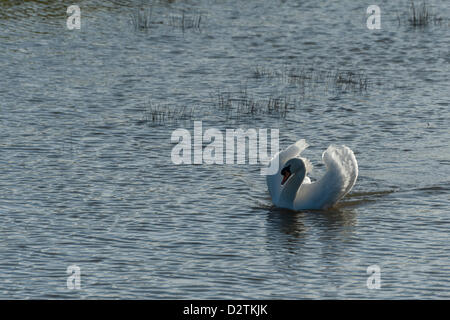 Mute Swan at the Wildfowl and Wetlands site at Slimbridge Stock Photo ...