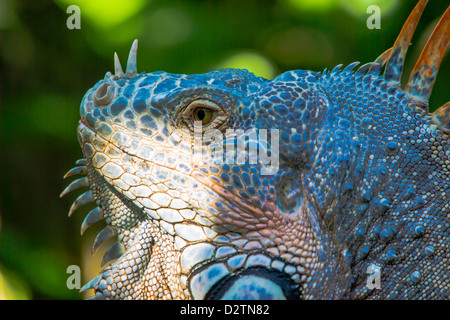 adult female green iguana Nayarit Mexico Stock Photo