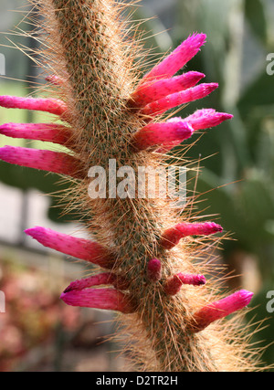 Organic Candelilla Wax in Chemical Watch Glass and broadleaf lady palm leaf  on wooden background. (Top View Stock Photo - Alamy