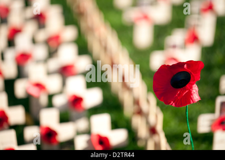 Poppies at the Field of Remembrance, Edinburgh 2012 Stock Photo