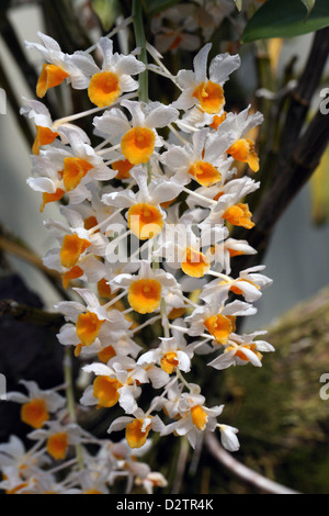 Pine Cone-Like Raceme Dendrobium, Dendrobium thyrsiflorum, Orchidaceae. Himalayas, China, Thailand, Burma, Tropical Asia. Orchid