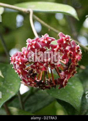 Hoya, Wax Plant, Porcelain Flower, Hoya purpureo-fusca, Asclepiadoideae, Apocynaceae. Stock Photo