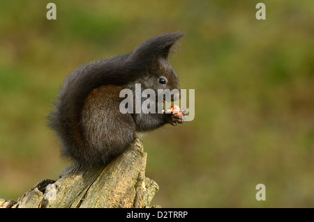 Eichhoernchen (Sciurus vulgaris) Red Squirrel • Ostalbkreis, Baden-Wuerttemberg, Deutschland Stock Photo