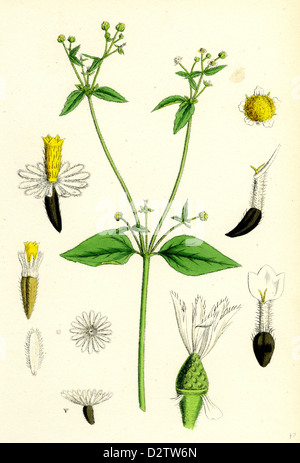 Galinsoga parviflora; Small-flowered Galinsoga