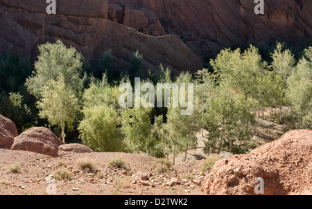 A water course running through a gorge in Valley Du Dades known locally as Monkey feet or Monkey fingers, Morocco, North Africa Stock Photo