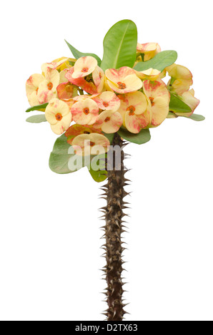 Crown of thorns isolated on white background Stock Photo