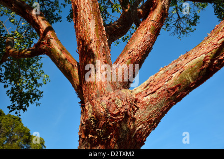 A Gumbo Limbo (Bursera simaruba) tree with red barks. The Everglades National Park, Florida, USA. Stock Photo