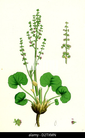 Oxyria reniformis; Kidney-shaped Mountain Sorrel Stock Photo