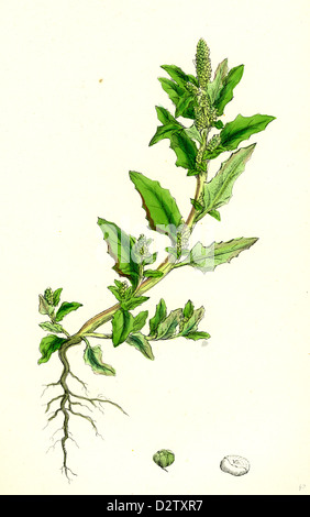 Chenopodium glaucum; Oak-leaved Goosefoot Stock Photo