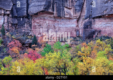 An autumn palette among the red big tooth maple and yellow cottonwood trees in Utah’s Zion National Park. Stock Photo