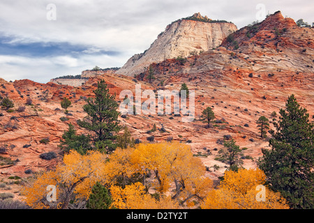 Autumn gold cottonwood trees among the slick rock terrain on Utah’s east side of Zion National Park. Stock Photo