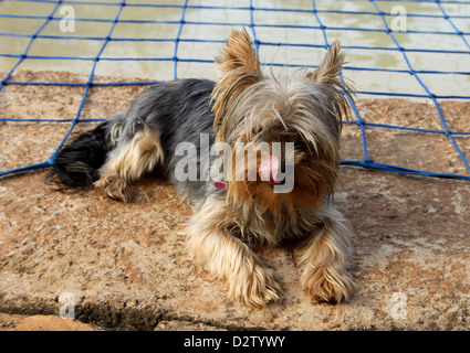 Miniature Yorkshire Terrier Laying Next to Pool Licking Lips Stock Photo