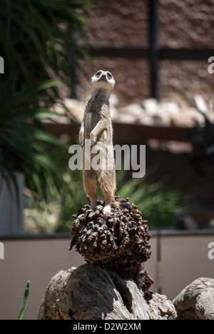 A meerkat stands guard looking for danger Stock Photo