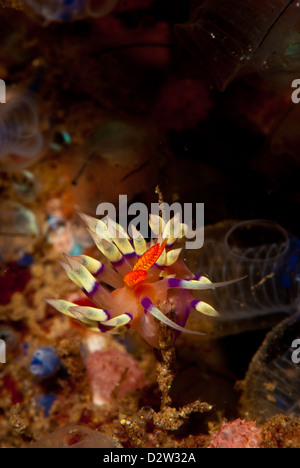 A Flabellina Nudibranch on top of hydroids where it feeds. Amed, Bali, Indonesia Stock Photo