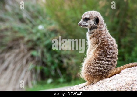 A meerkat stands guard looking for danger Stock Photo