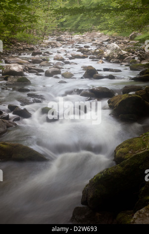 Mountain stream cascading down the mountainside, past moss covered rocks, bushes and green trees on both banks Stock Photo