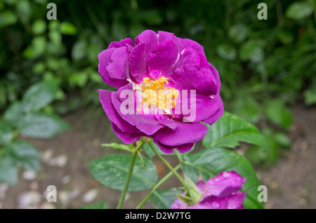 Rose Rhapsody in Blue Stock Photo