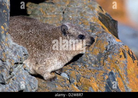 a rock hyrax also known as a dassie enjoying the sun amongst the rocks at tsitsikamma in south africa Stock Photo