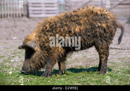 Kremmen, Germany, mangalica pig Stock Photo