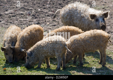 Kremmen, Germany, Mangalica pigs Stock Photo