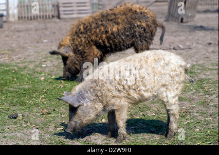 Kremmen, Germany, Mangalica pigs Stock Photo