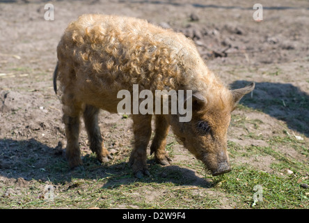 Kremmen, Germany, mangalica pig Stock Photo