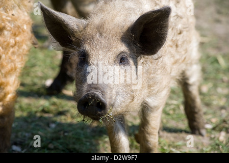 Kremmen, Germany, mangalica pig Stock Photo