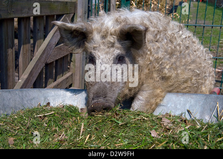 Kremmen, Germany, mangalica pig Stock Photo