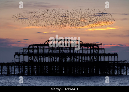Starlings flying over Brighton's burnt out west pier at sunset in East Sussex, UK. Stock Photo